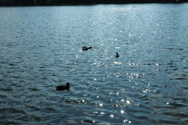 Entenfamilie auf dem Bertasee | Foto: Astrid Günther