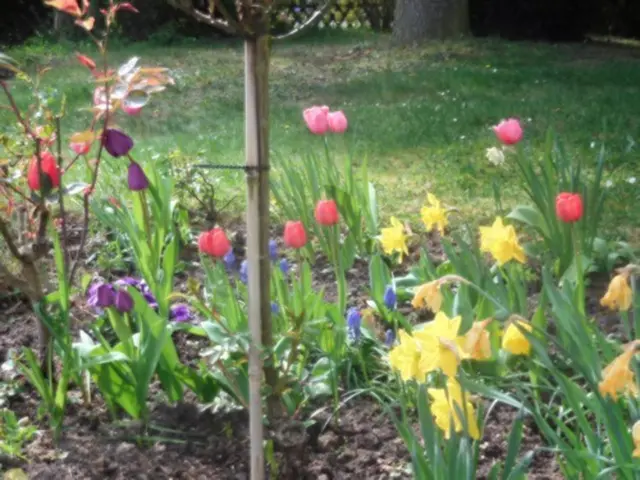 Osterglocken und andere Frühlingsblumen | Foto: Astrid Günther