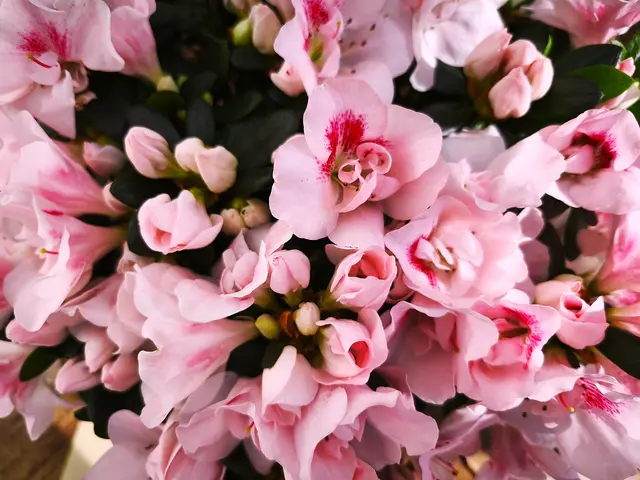 Diese wunderschöne Azalee bekam ich geschenkt. | Foto: Shima Mahi