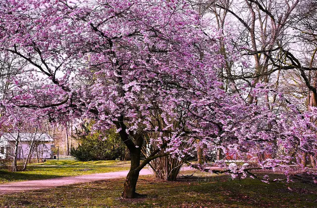 Einfach wunderschön! | Foto: Shima Mahi