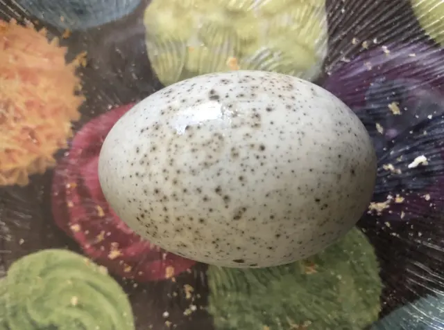 100 jährige Eier in der Schale  | Foto: Umbehaue 