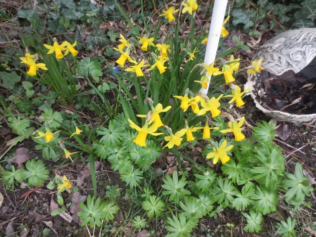 Hie auch noch ein paar Osterglocken.