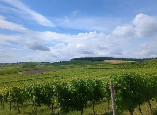 Weinberge in Rheinhessen | Foto: Astrid Günther