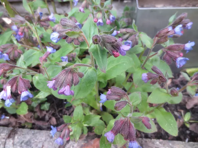 Lungenkraut wird jetzt für Hummeln und Bienen gern genommen.
