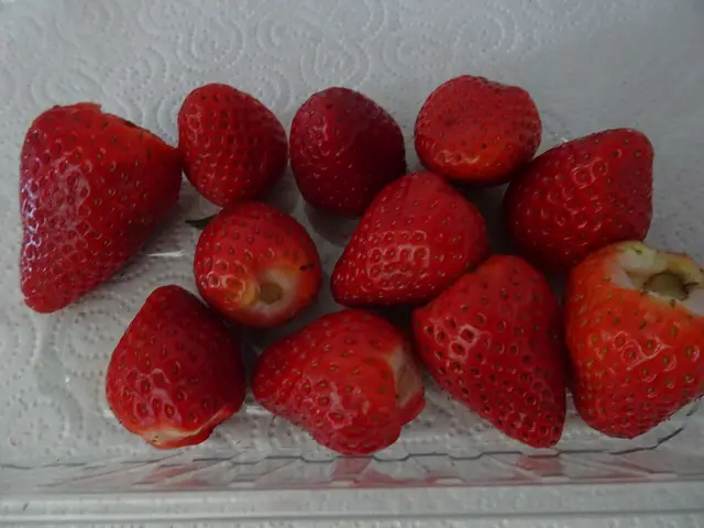 Auf die schnelle &gt; eine erste Erdbeertorte &lt; aus heimischer Produktion