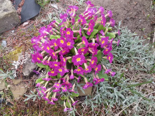 Dieser Blütentuff aus Primeln ist superschön.