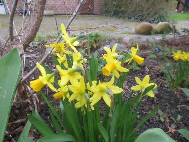 Die kleinen Osterglocken blühen jetzt viel.