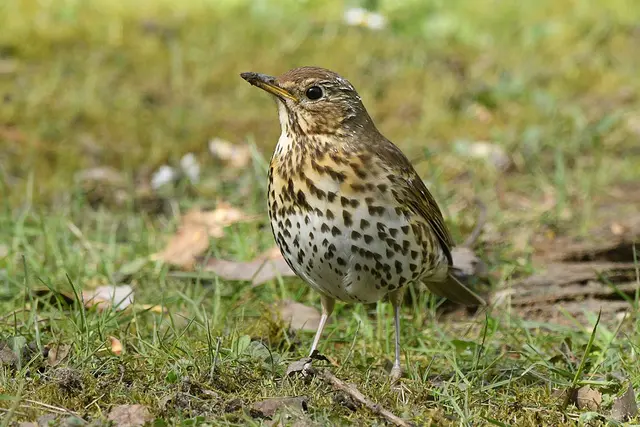 Foto: Copyright Andreas Schäfer