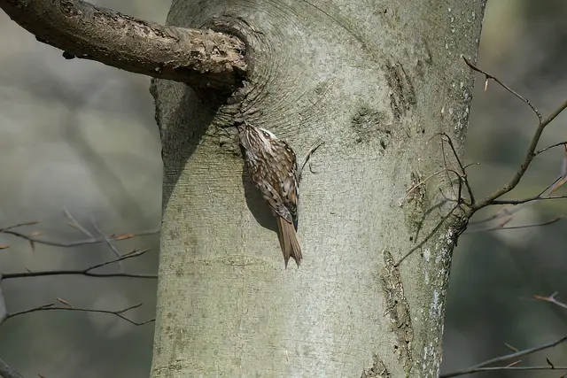 Foto: Copyright Andreas Schäfer