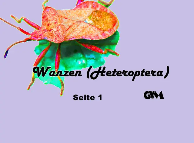 Foto: GvMeegen