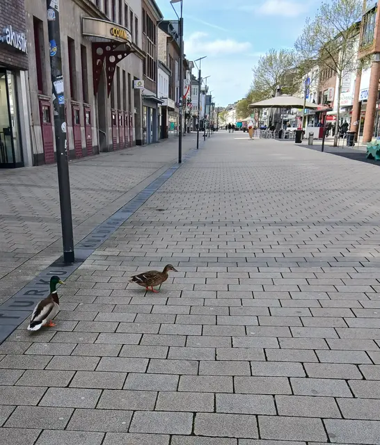 Enten in der Innenstadt von Wesel | Foto: Siegmund Walter, Karfreitag 03.04.2026, 12:57 Uhr