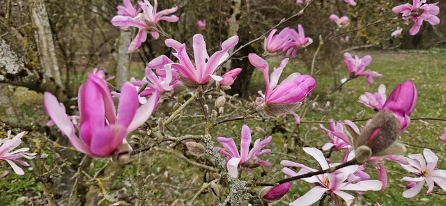 rosa blühende Tulpen Magnolien | Foto: (c) Wolfgang Weiss