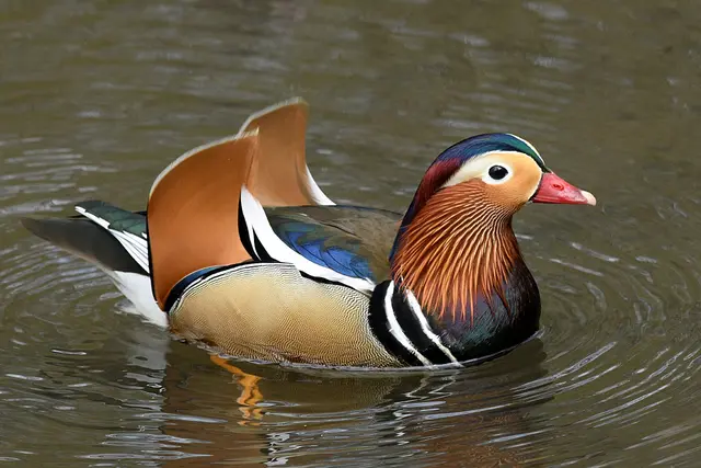 Mandarinente ( Männchen ) | Foto: Copyright Andreas Schäfer