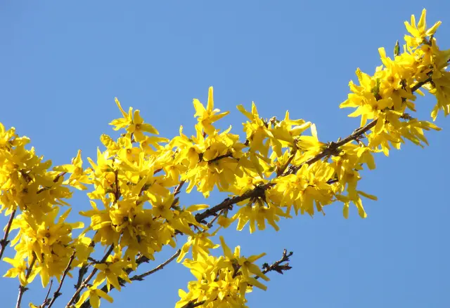 Die Forsythien wollen ebenfalls dabei sein. | Foto: Kurt Wolter