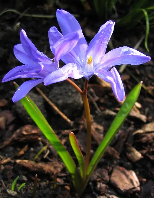 Die Scilla ist nur ein kleines, unscheinbares Blümchen. | Foto: Kurt Wolter