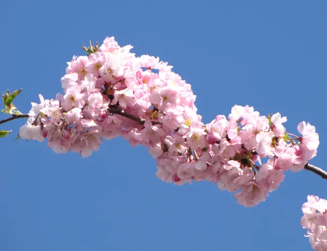 Die Japanischen Kirschen sind schon fast etwas kitschig. | Foto: Kurt Wolter