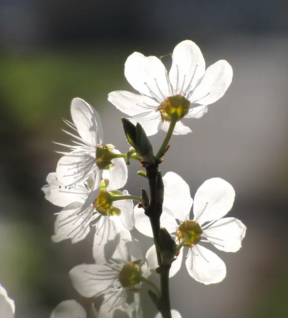 An so manchem Wegrand machen sich die Schlehen breit. Und aus den Beeren, die ich im Spätsommer pflücke, macht meine Frau Sirup, der gut gegen Erkältungen wirkt. | Foto: Kurt Wolter