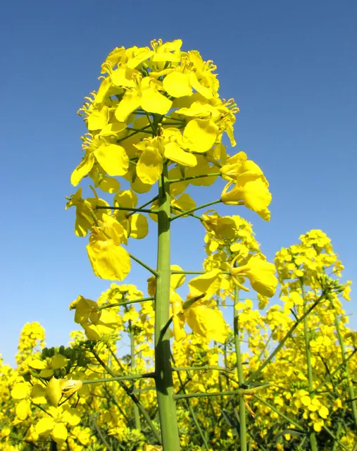 Ein Paradies für die Insektenwelt. | Foto: Kurt Wolter