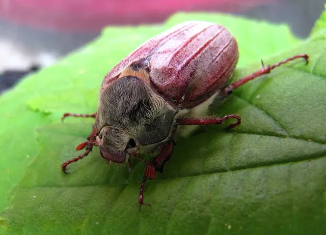Die Krabbeltiere lassen uns unweigerlich an die schöne Geschichte von "Peterchens Mondfahrt" denken. | Foto: Christel Wolter