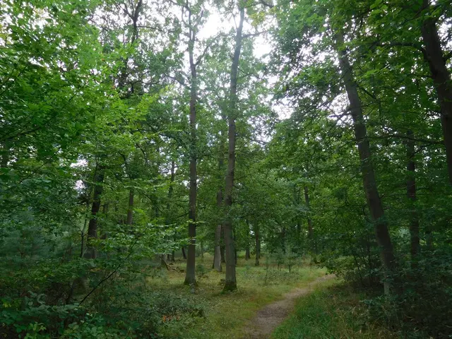 Hackenheimer Wald | Foto: Astrid Günther