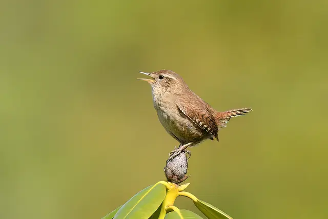 Foto: Copyright Andreas Schäfer