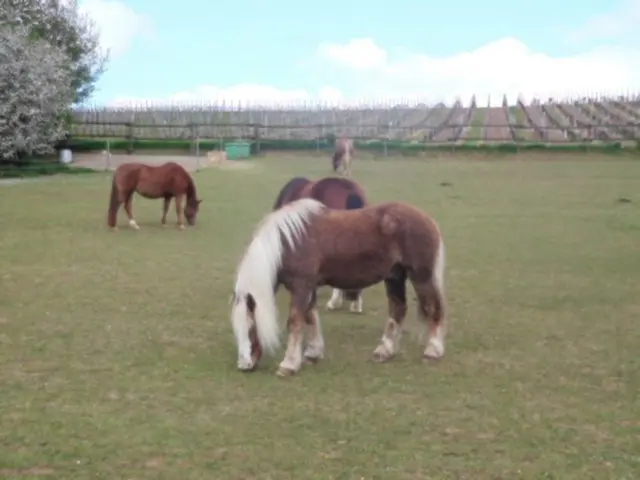 Hackenheim | Foto: Astrid Günther