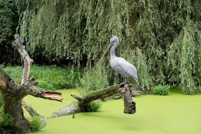 Weltvogelpark Walsrode 
