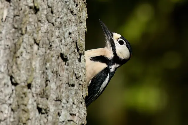 Foto: Copyright Andreas Schäfer