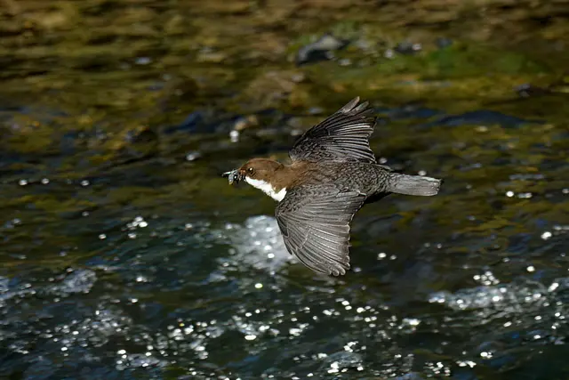 Foto: Copyright Andreas Schäfer