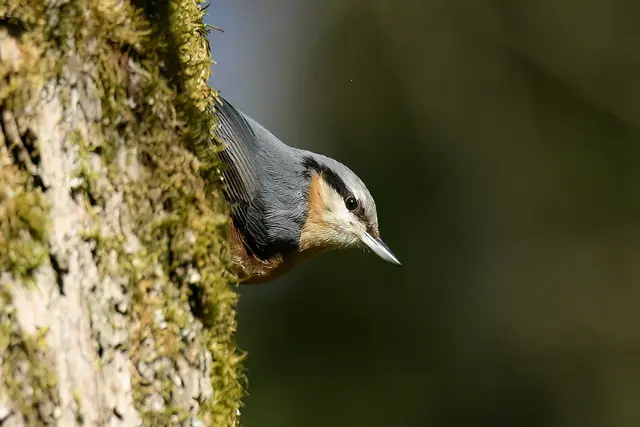 Foto: Copyright Andreas Schäfer