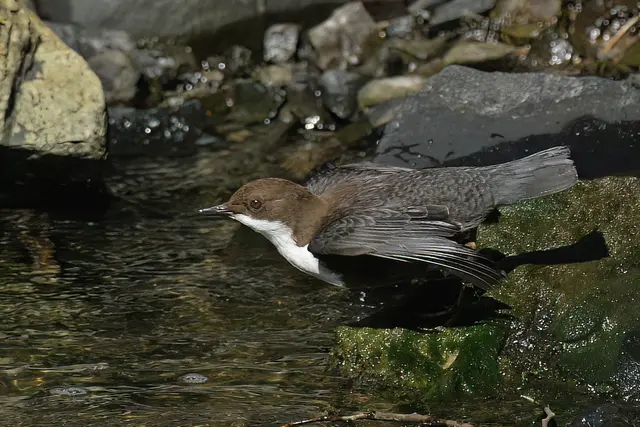 Foto: Copyright Andreas Schäfer