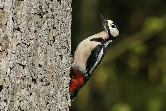 Foto: Copyright Andreas Schäfer