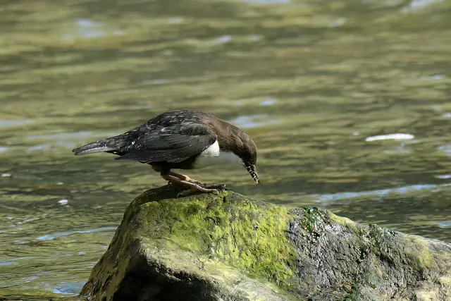 Foto: Copyright Andreas Schäfer