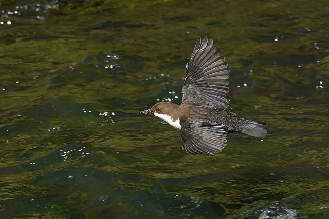 Foto: Copyright Andreas Schäfer