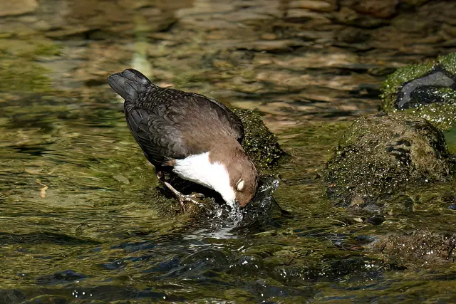 Foto: Copyright Andreas Schäfer