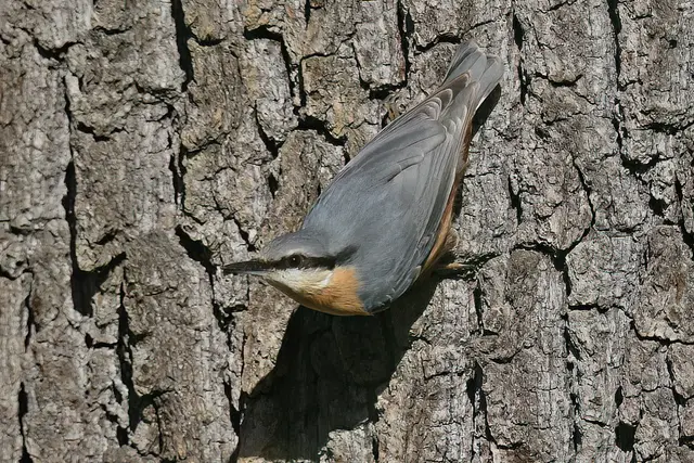 Foto: Copyright Andreas Schäfer