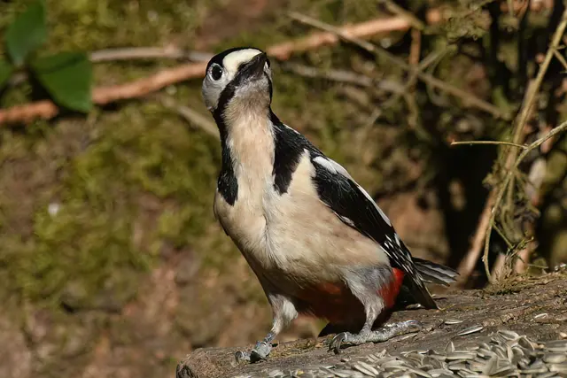 Foto: Copyright Andreas Schäfer