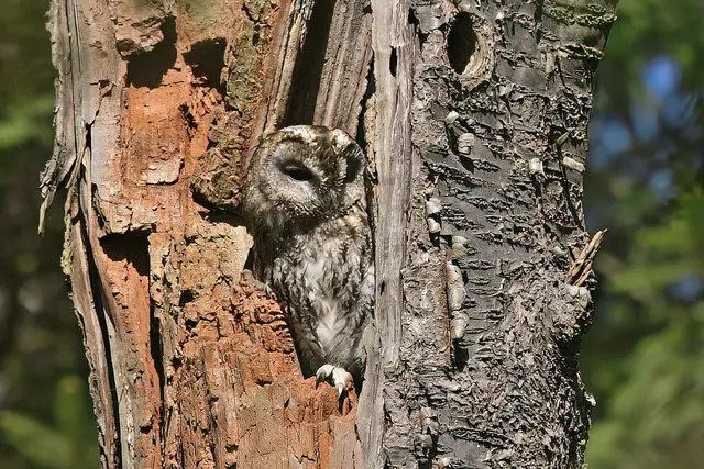 Foto: Copyright Andreas Schäfer