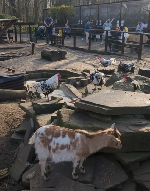 Streichelzoo im Volkspark Duisburg-Rheinhausen | Foto: Astrid Günther