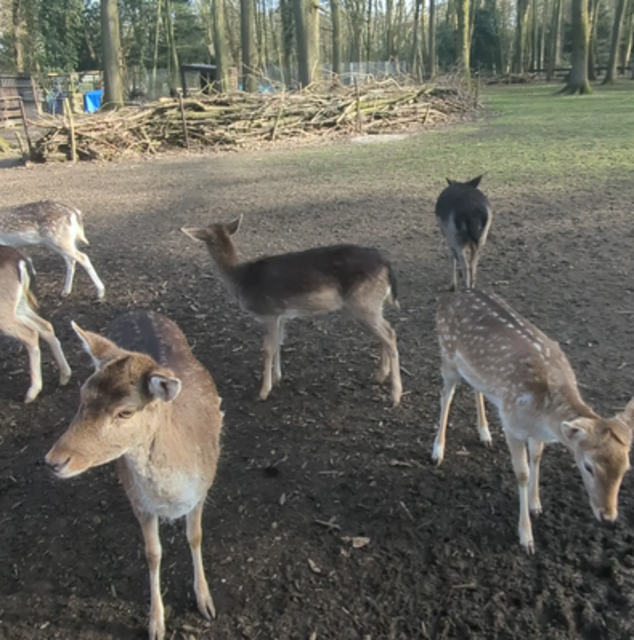 Damwildgehege im Volkspark Duisburg-Rheinhausen | Foto: Astrid Günther