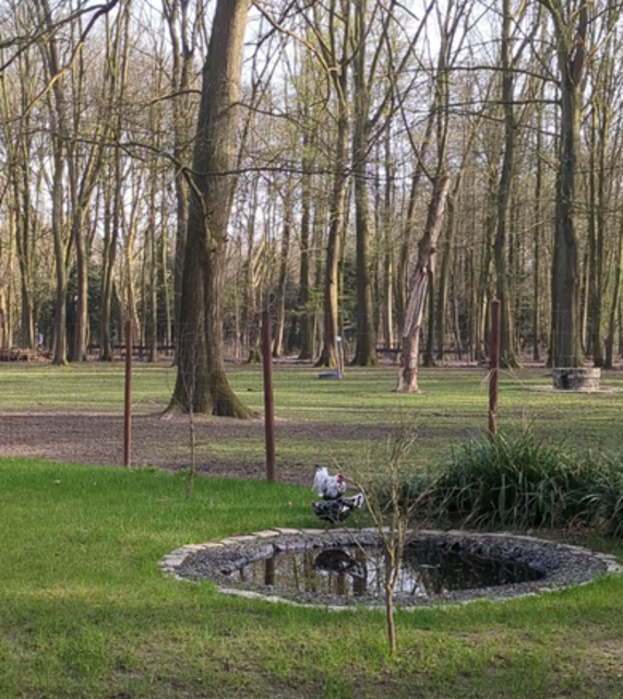 Hühner im Volkspark Rheinhausen | Foto: Astrid Günther