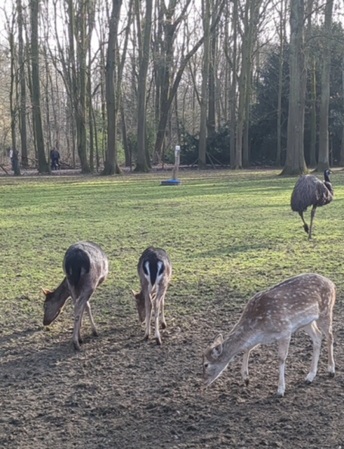 Damwildgehege im Volkspark Duisburg-Rheinhausen | Foto: Astrid Günther