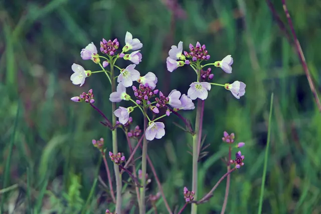 Blütenstand des Wiesenschaumkrauts