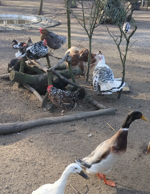 Enten und Hühner | Foto: Astrid Günther