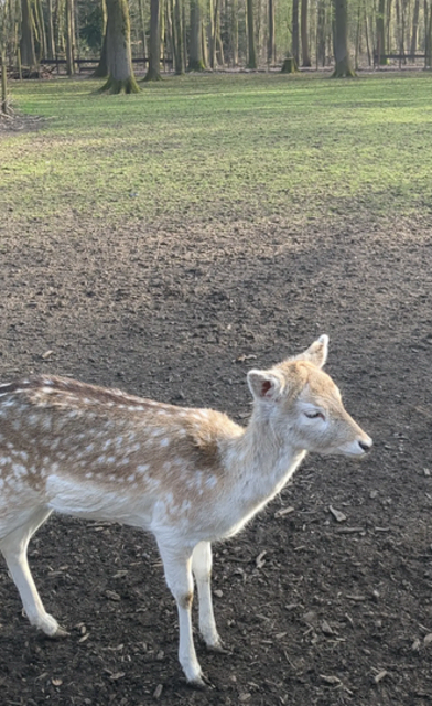 Damwildgehege im Volkspark Duisburg-Rheinhausen | Foto: Astrid Günther