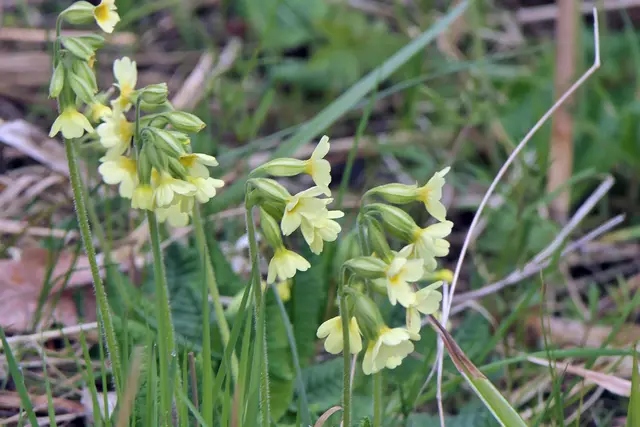 Hohe Schlüsselblume