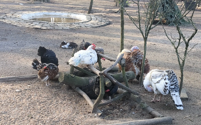 Hühner im Volkspark Rheinhausen | Foto: Astrid Günther