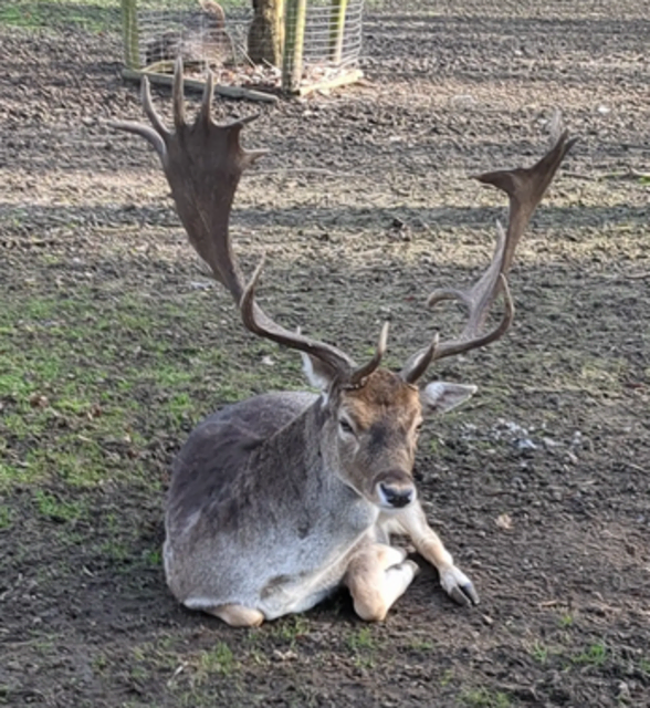 Damwildgehege im Volkspark Duisburg-Rheinhausen | Foto: Astrid Günther