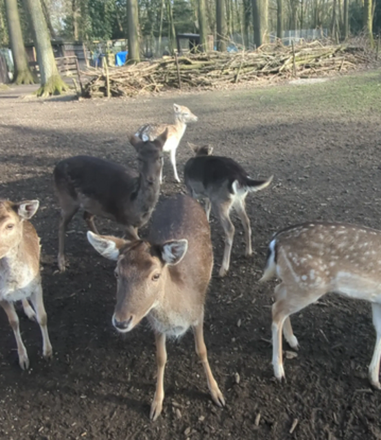 Damwildgehege im Volkspark Duisburg-Rheinhausen | Foto: Astrid Günther