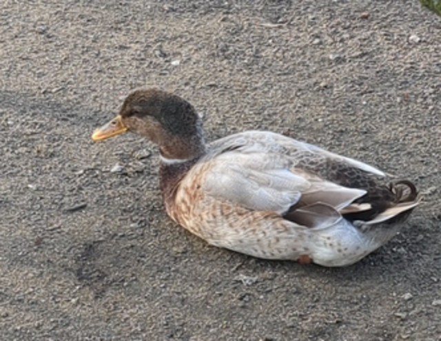 Ente im Volkspark Rheinhausen | Foto: Astrid Günther